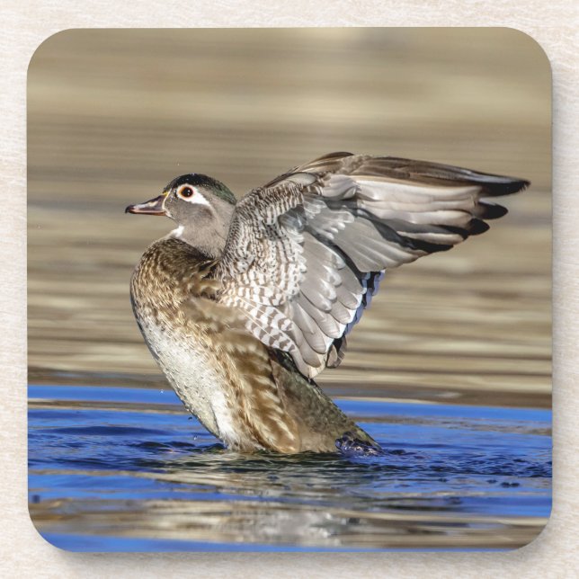 Wood Duck flapping her wings Coaster (Front)