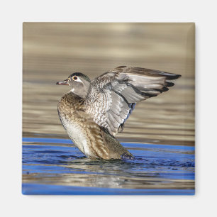 Wood Duck flapping her wings Magnet