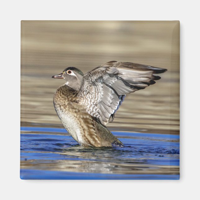 Wood Duck flapping her wings Magnet (Front)