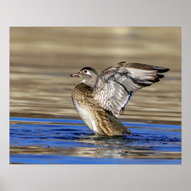 Wood Duck flapping her wings Poster (Front)