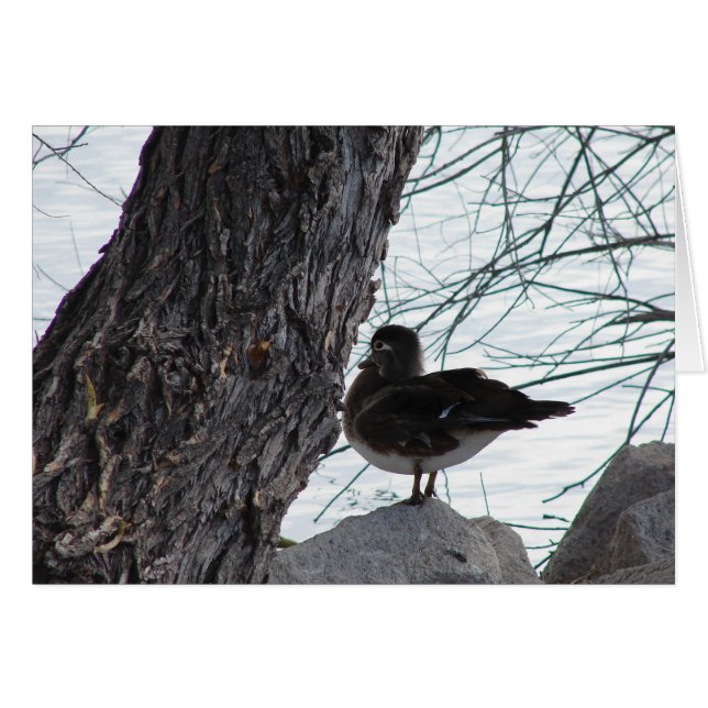 Wood Duck Hen (Front Horizontal)