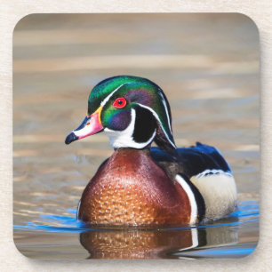 Wood Duck in a pond Coaster