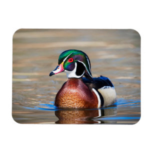 Wood Duck in a pond Magnet