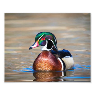 Wood Duck in a pond Photo Print