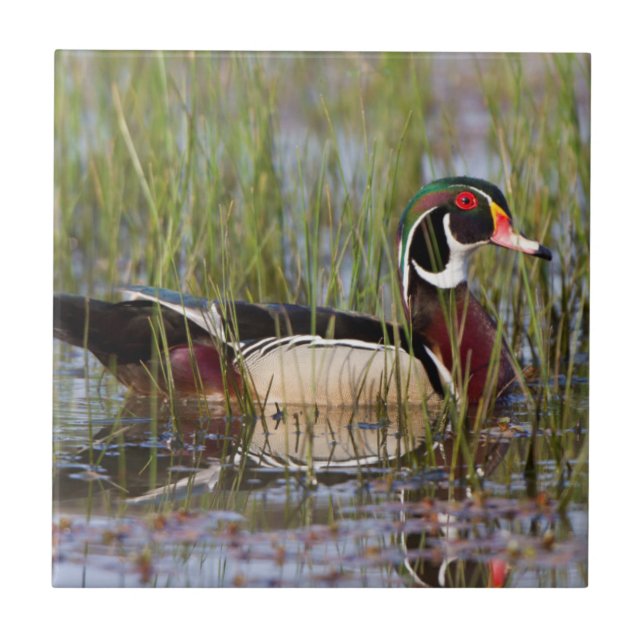Wood Duck in wetland Ceramic Tile (Front)