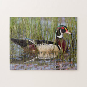 Wood Duck in wetland Jigsaw Puzzle