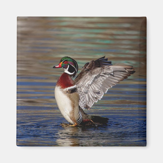 Wood Duck Magnet (Front)
