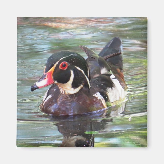 Wood Duck Magnet (Front)