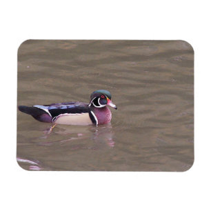 Wood duck magnet