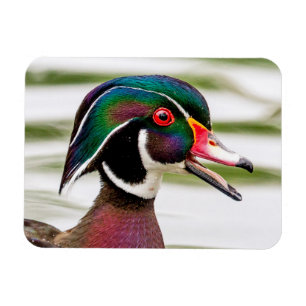 Wood Duck Magnet