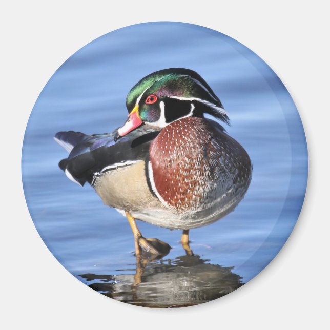 Wood Duck Magnet (Front)