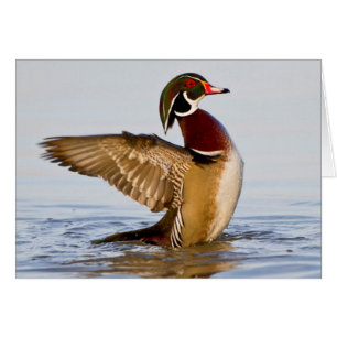 Wood Duck male flapping wings in wetland