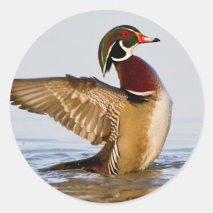 Wood Duck male flapping wings in wetland Classic Round Sticker