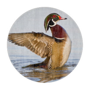 Wood Duck male flapping wings in wetland Cutting Board
