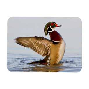 Wood Duck male flapping wings in wetland Magnet