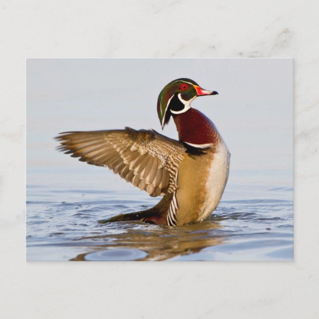 Wood Duck male flapping wings in wetland Postcard (Front)