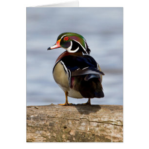 Wood Duck male on log in wetland