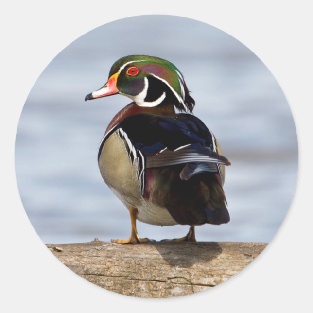 Wood Duck male on log in wetland Classic Round Sticker (Front)
