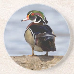 Wood Duck male on log in wetland Coaster