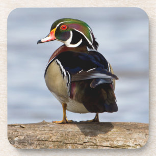 Wood Duck male on log in wetland Coaster