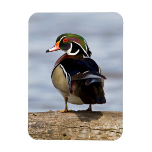 Wood Duck male on log in wetland Magnet