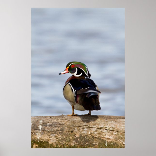 Wood Duck male on log in wetland Poster (Front)