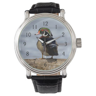 Wood Duck male on log in wetland Watch