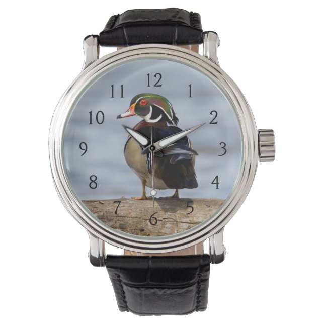 Wood Duck male on log in wetland Watch (Front)