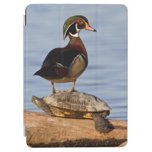 Wood Duck male standing on Red-eared Slider iPad Air Cover