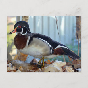 Wood Duck (Mississippi) Postcard