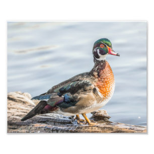 Wood Duck on a Log Photography Print