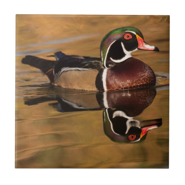 Wood duck on Golden lake Ceramic Tile (Front)