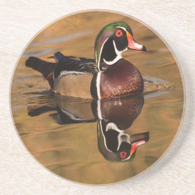 Wood Duck on Golden Lake Coaster (Front)