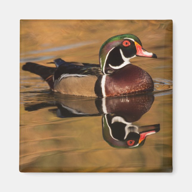 Wood Duck on Golden Lake Magnet (Front)