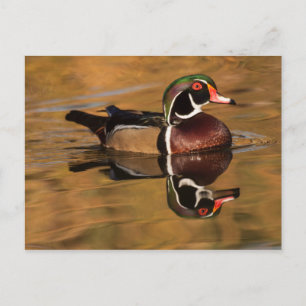 Wood Duck on Golden Lake Postcard