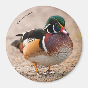Wood Duck on Gravel Magnet