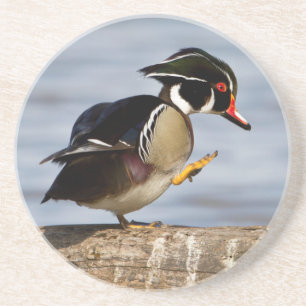 Wood Duck on log in wetland Coaster