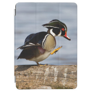 Wood Duck on log in wetland iPad Air Cover