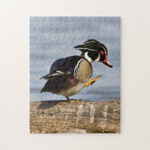 Wood Duck on log in wetland Jigsaw Puzzle