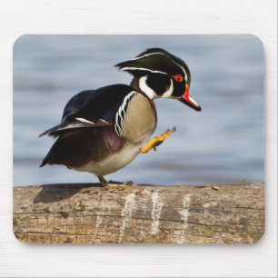 Wood Duck on log in wetland Mouse Pad