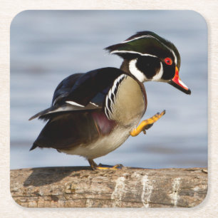 Wood Duck on log in wetland Square Paper Coaster