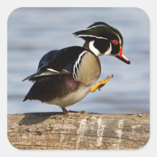 Wood Duck on log in wetland Square Sticker