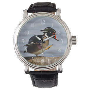 Wood Duck on log in wetland Watch