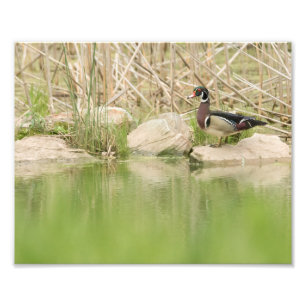 Wood Duck on the Rocks of Pond Photo Print