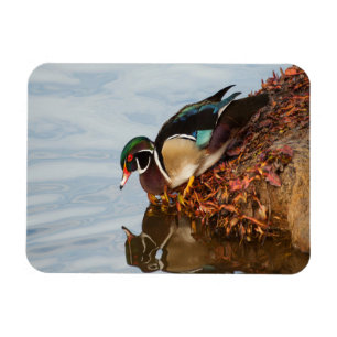 Wood duck on the shore magnet