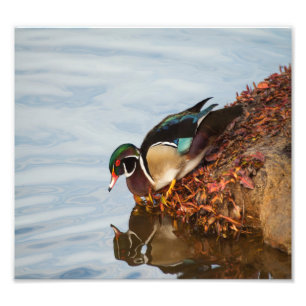Wood duck on the shore photo print