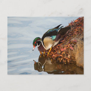 Wood duck on the shore postcard