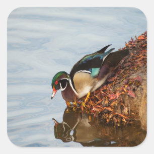 Wood duck on the shore square sticker