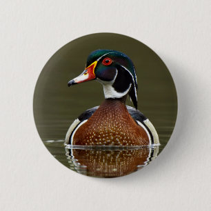 Wood Duck on Water 6 Cm Round Badge