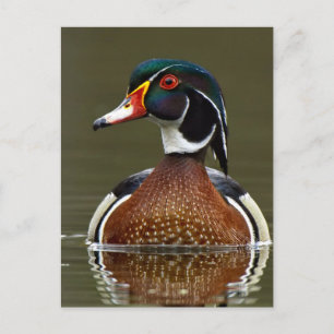 Wood Duck on Water Postcard